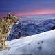 A leopard atop an Indian mountain range.